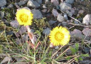tussilago 