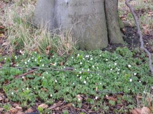 Vitsippor vid kanten av Gyllins trädgård