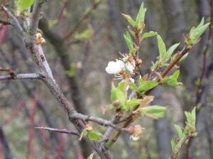knopp vid mittemellandammen