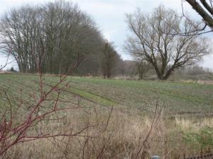 Gyllins trädgård ett tag till