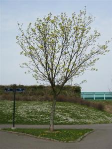 vadan och varthän? vadan och varthän?