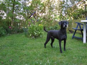 Tippen i trädgården