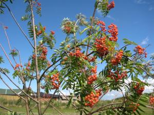 antagligen snart frostnupna