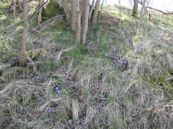 blåsippor i kvarnby