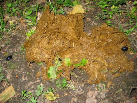 polisrazzia i dynghögen