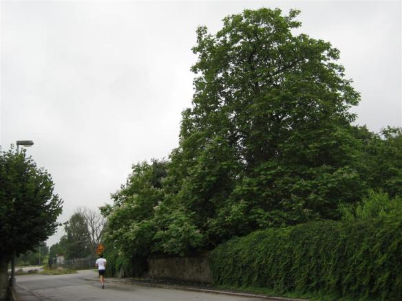 catalpa bignonioides