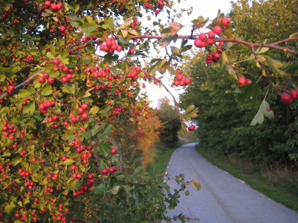 cykelstigen till bokskogen