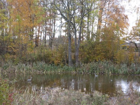 två hägrande hägrar i prästgårdsdammen