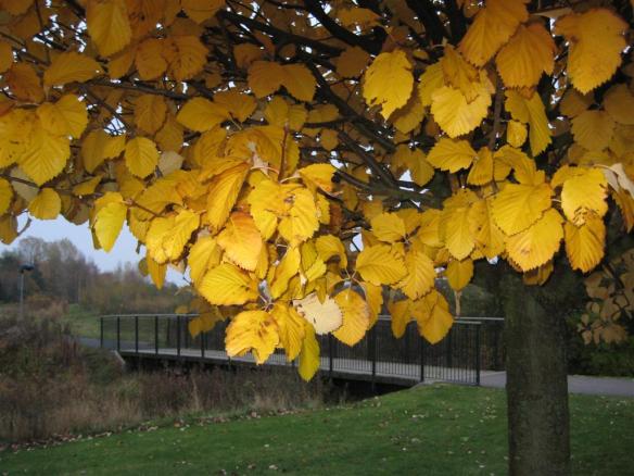 Bron över Risebergabäcken vid Bäckagårdsskolan