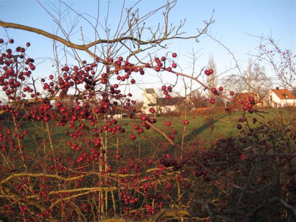 röda bär och vit 1100-talskyrka: Södra Sallerups