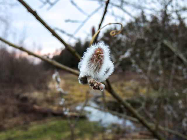 24976401796_511b018f6f_o