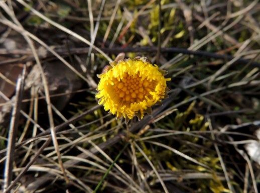 tussilago20170325