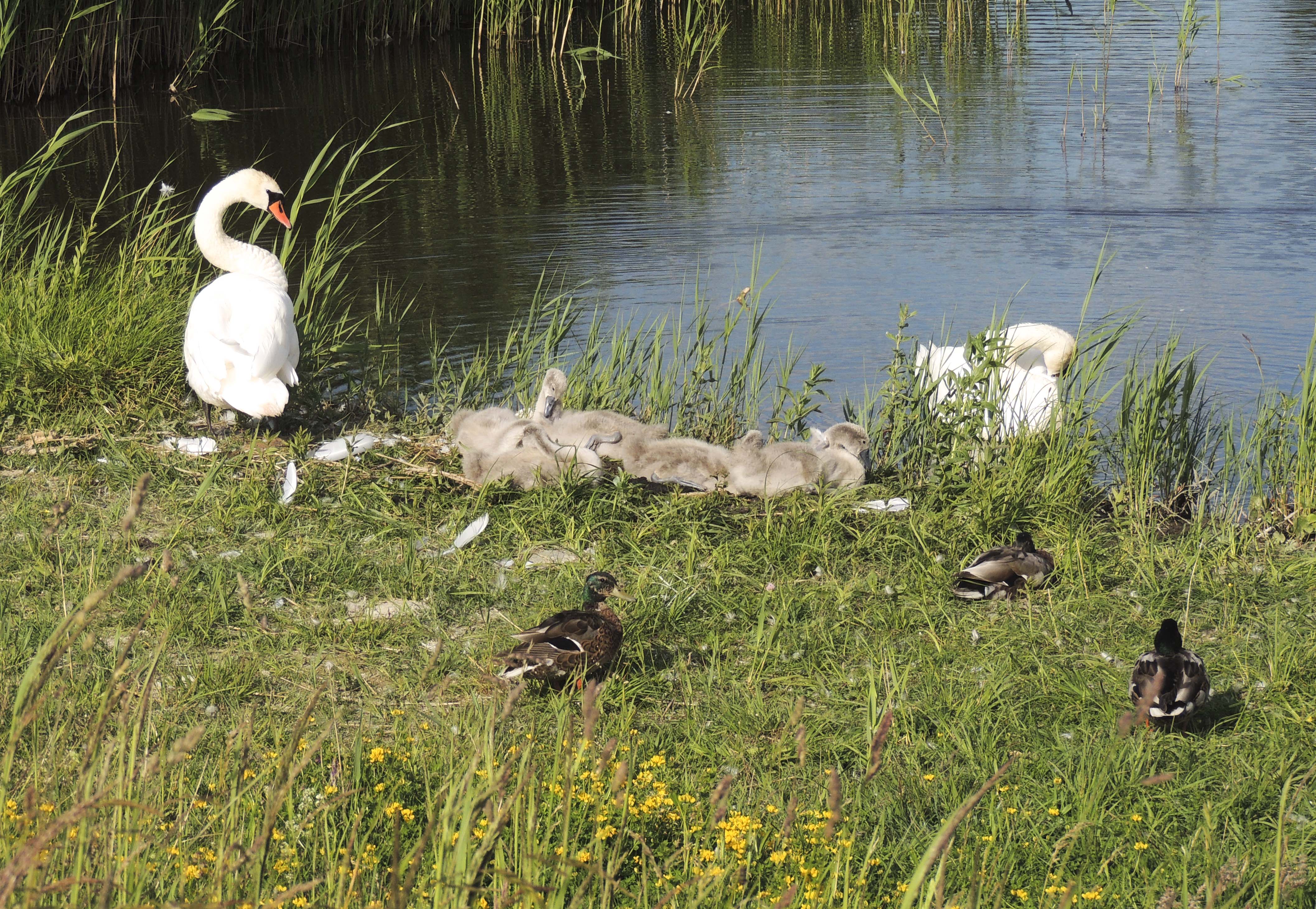 21juni2017redigerad_1