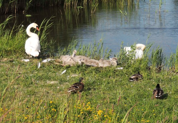 21juni2017redigerad_1